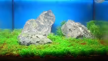 Aquarium Becken 11719