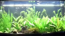 Aquarium Becken 11723