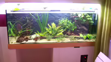 Aquarium Becken 11731