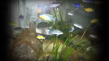 Aquarium Becken 11773