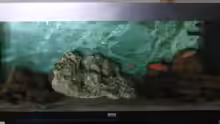 Aquarium Becken 11936