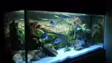 Aquarium Becken 11948