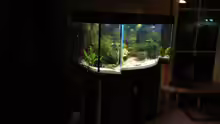 Aquarium Becken 11953