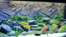 Aquarium Becken 12122