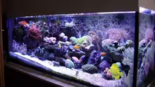 Aquarium Becken 12156
