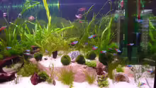 Aquarium Becken 12199