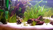 Aquarium Becken 12199