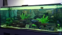 Aquarium Becken 12205