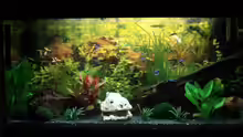 Aquarium Becken 12414
