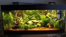 Aquarium Becken 12680
