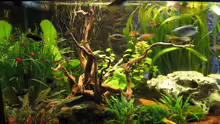 Aquarium Becken 12680