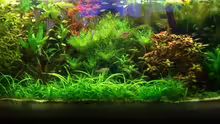 Aquarium Becken 12691