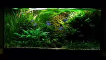 Aquarium Becken 13015