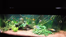 Aquarium Becken 13041