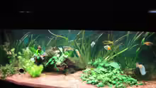 Aquarium Becken 13041