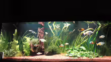Aquarium Becken 13041