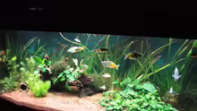 Aquarium Becken 13041