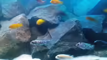 Aquarium Becken 13044