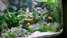Aquarium Becken 13084