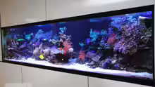 Aquarium Becken 13239