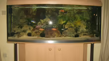 Aquarium Becken 13353