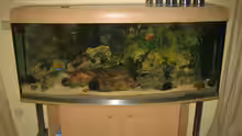 Aquarium Becken 13353