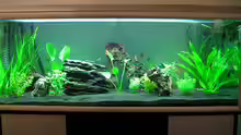 Aquarium Becken 1389