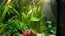 Aquarium Becken 13906  Nur noch als Beispiel!