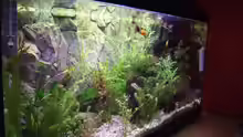 Aquarium Becken 14997