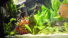 Aquarium Becken 15081