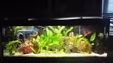 Aquarium Becken 15081