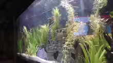 Aquarium Becken 15081