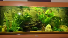 Aquarium Becken 15187