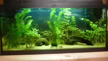 Aquarium Becken 15557