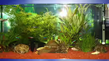 Aquarium Becken 1558