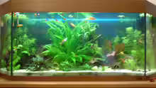 Aquarium Becken 15911