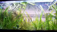 Aquarium Becken 1602