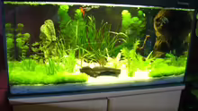 Aquarium Becken 16608