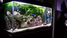 Aquarium Becken 169