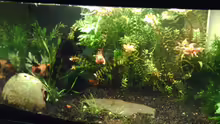 Aquarium Becken 17122 (Nur noch als Beispiel)