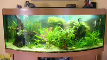 Aquarium Becken 17539