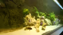 Aquarium Becken 17579