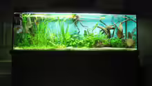 Aquarium Becken 18216