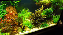 Aquarium Becken 19239