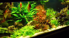 Aquarium Becken 19239