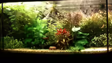 Aquarium Becken 19299