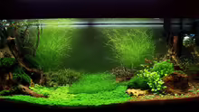 Aquarium Becken 19330