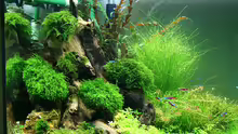 Aquarium Becken 19330