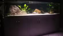 Aquarium Becken 197