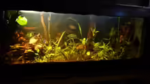Aquarium Becken 20558